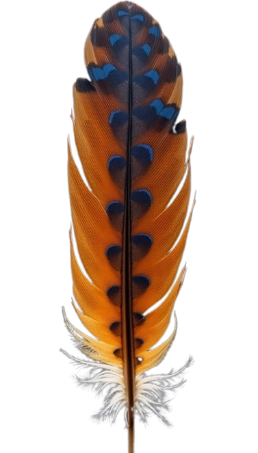 Cerveza Corona Extra